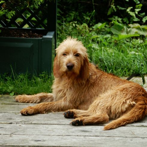 Griffon Fauve de Bretagne Hunderasse, französische Hunderasse, Hund aus Frankreich, rauhaariges Fell, Drahthaar, Jagdhund, Familienhund, roter Hund Junghund