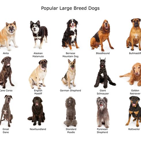 große Hunderassen Grafik Pyrenäen Mastiff Welpe, Mastín del Pirineo, große Hunderasse aus Spanien, Hütehund, Hofhund, kein Anfängerhund, ruhige Hunderasse, Riesenhunderasse, größter Hund der Welt, Hund mit langem Fell, grau weißer Hund mit Dreiecks Ohren, große Hunderasse, die größten Hunderassen der Welt