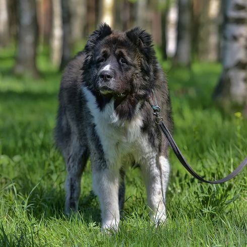 großer Hund Owtscharka großer braun weißer Hund mit Kippohren hängt mit einer Leine an einem Baum im Wald, angeleinter großer Hund, braun weiße Hunderasse aus Russland, Owtscharka, Sibirische Hundrasse