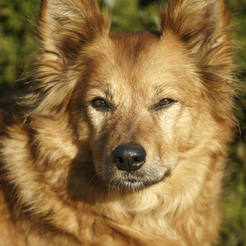 Harzer Fuchs mit Stehohren schaut bei Sonnenschein in die Kamera im Portrait, brauner Hund mit mittellangem Fell, Hund ähnlich Fuchs