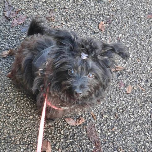 Hund,Fleischfresser,Hunderasse,Begleithund,Spielzeughund,Wasserhund,Asphalt,Straßenbelag,Schnauze,Terrier,