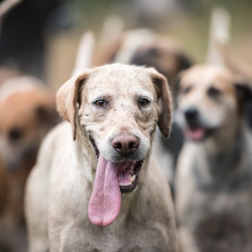 heller English Foxhound, Jagdhunderasse, Jagdhund aus England mit Punkten, Hund mit langer Zunge, Meute, Hundemeute