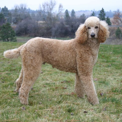 Hund, Säugetier, Wirbeltier, Hunderasse, Canidae, Standardpudel, Pudel, Fleischfresser, Begleithund, Sieht zwar aus wie ein Goldendoodle ist aber reinrassig