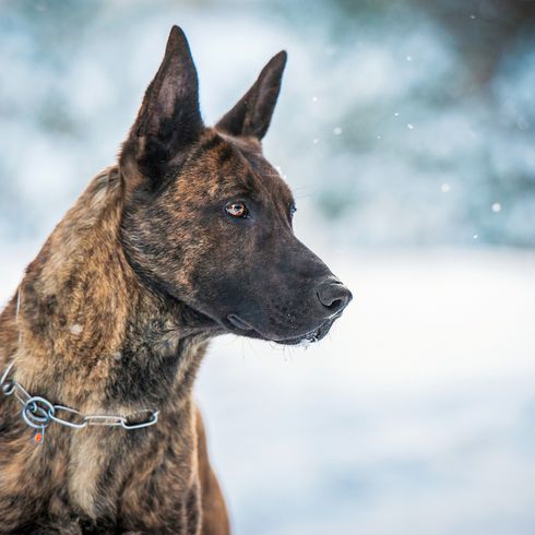 Holländischer Schäferhund gestromt, schwarz getigerter Hund mit Stehohren, große Hunderasse aus Niederlande, Holländischer Hirtenhund, Schäferhund aus Niederlande, Hollandse Herder, Hollandse Herdershond, Dutch Shepherd