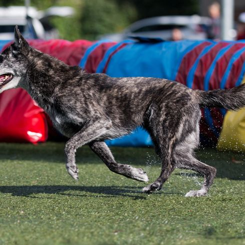 Holländischer Schäferhund gestromt, schwarz getigerter Hund mit Stehohren, große Hunderasse aus Niederlande, Holländischer Hirtenhund, Schäferhund aus Niederlande, Hollandse Herder, Hollandse Herdershond, Dutch Shepherd beim Agility, Hundesport, schwarz gestromter Hund mit weißer Schnauze