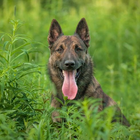 Holländischer Schäferhund gestromt, schwarz getigerter Hund mit Stehohren, große Hunderasse aus Niederlande, Holländischer Hirtenhund, Schäferhund aus Niederlande, Hollandse Herder, Hollandse Herdershond, Dutch Shepherd