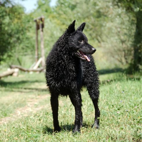 schwarze Hunderasse, kroatischer Schäferhund, Hrvatski ovčar, kroatischer Hirtenhund, Schafhund, Hund aus Kroatien, Hund ähnlich Pumi, Hund ähnlich Spitz, schwarzer Hund, mittelgroßer Hund, Hirtenhund, Hund mit Stehohren hat Locken nach dem Schwimmen