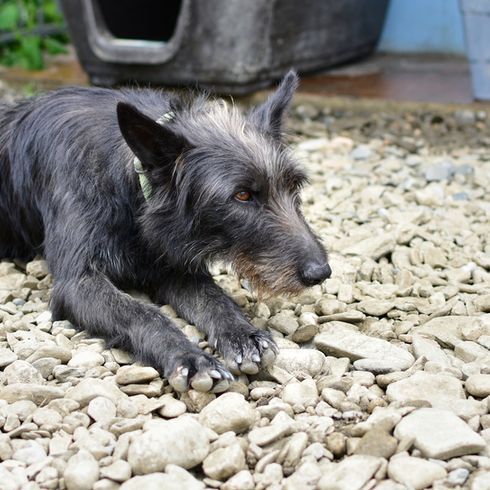 Hrvatski ovčar schwarze Hunderasse, kroatischer Schäferhund, Hrvatski ovčar, kroatischer Hirtenhund, Schafhund, Hund aus Kroatien, Hund ähnlich Pumi, Hund ähnlich Spitz, schwarzer Hund, mittelgroßer Hund, Hirtenhund, Hund mit Stehohren auf einem Kiesboden