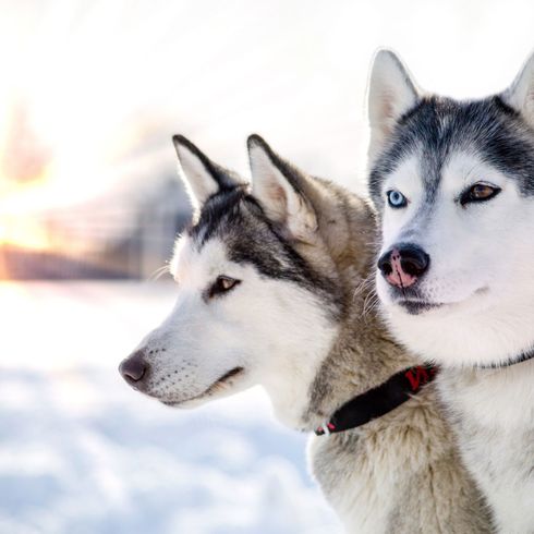 schöner Siberian Husky, Säugetier, Hund, Wirbeltier, Canidae, Sachalin Husky, Schlittenhund, Northern Inuit Hund, Husky vs. Alaskan Malamute, Fleischfresser, Unterschied zwischen Husky und Malamut