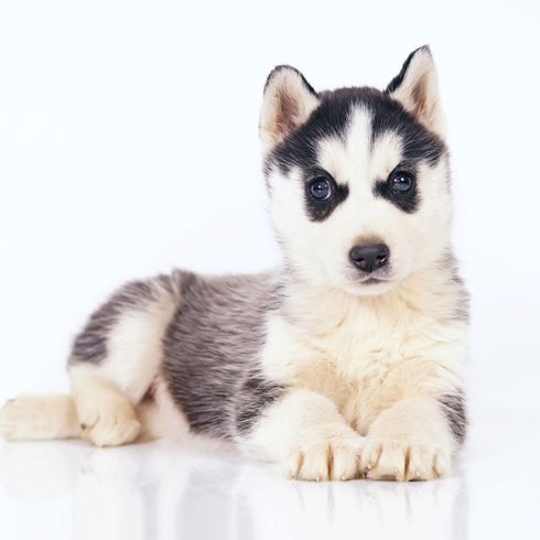 Husky welpe mit schwarzen Augen Hund, Siberian Husky, Säugetier, Wirbeltier, Canidae, Sibirischer Husky Welpe, Miniatur-Siberian Husky, Rasse ähnlich Alaskan Malamute, Fleischfresser, Hunderasse,