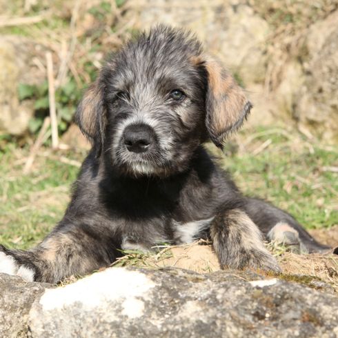 Hund, Wirbeltier, Hunderasse, Säugetier, Canidae, Welpe, Fleischfresser, Sportgruppe, Irischer Wolfshund Welpe grau, Riesenhunderasse von Heidi Klum, Seltene Rasse (Hund),