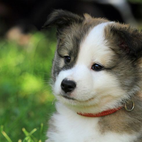 Islandhund Welpe grau weiß Hund, Säugetier, Wirbeltier, Hunderasse, Canidae, Fleischfresser, Rasse ähnlich australischer Collie, Welpe, Begleithund, Hund ähnlich Siberian Husky, kleiner grau weißer Islandhund Welpe