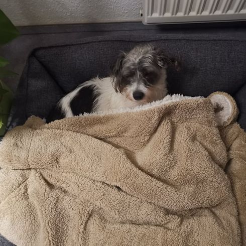 Jackie-Bichon © Petra Rentschler Hund,Fleischfresser,Hunderasse,Komfort,Grau,Fawn,Begleithund,Felidae,Kleine bis mittelgroße Katzen,Schnurrhaare,