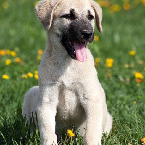 Kars Hund Welpe, anatolischer Hirtenhund Welpe, kleiner weißer Hund mit schwarzer Schnauze, süßer Welpe im Gras
