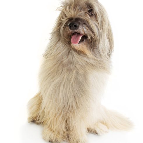 Katalanischer Schäferhund Rassebeschreibung Katalanischer Schäferhund Rassebeschreibung