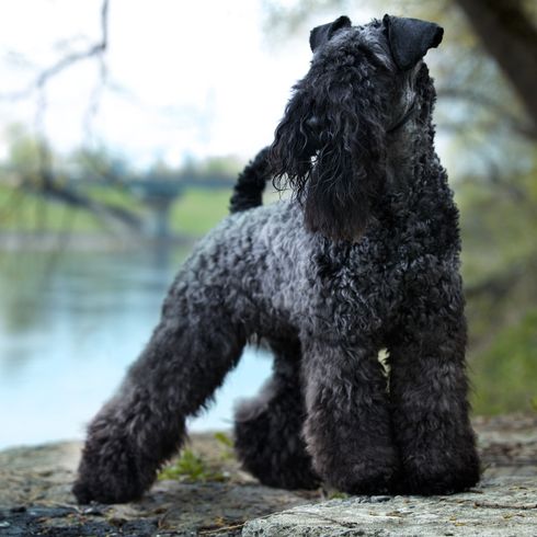 Kerry Blue Terrier, schwarzer Hund auf Wiese, Hund mit kurzer Rute, Hund mit Locken, Hund der Schnauzer ähnelt, blaue Hunderasse, irischer Hund, Hund aus Irland, Hunderasse mit eingeringeltem Schwanz und vielen Haaren im Gesicht