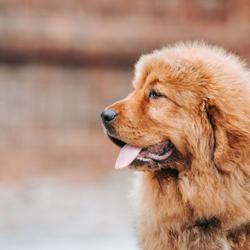kleiner Do Khyi Welpe Hund, Säugetier, Wirbeltier, Canidae, Hunderasse, Fleischfresser, Schnauze, Begleithund, Sporting Group, Alte Hunderassen, Do Khyi Welpe in rot, süße kleine Hunderasse mit Schlappohren und langem Fell wird aber bald eine Riesenrasse, Listenhund
