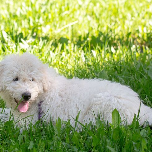 Komondor Welpe, kleiner ungarischer Hund, Hund aus Ungarn, ungarischer Hirtenhund, Schafshütehund, weiße Hunderasse die sehr groß wird, Riesenhundrasse