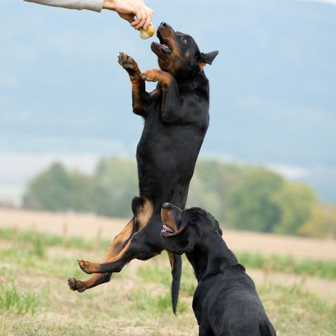 schwarz brauner Hund, Kopov aus Slowenien, Slovenský Kopov, mittelgroße Hunderasse aus Slowenien, Hund ähnlich Dobermann