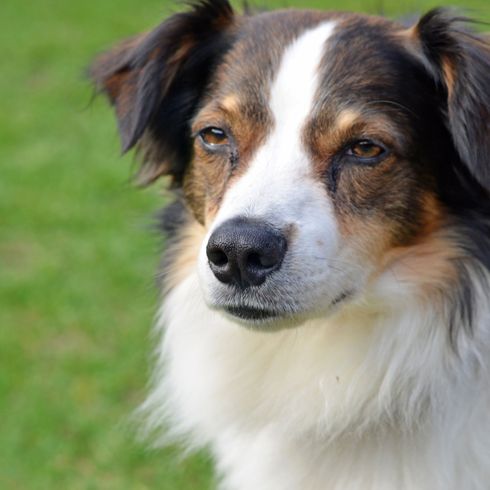 Kromfohrländer Hund, Säugetier, Wirbeltier, Hund ähnlich australischer Collie, Hunderasse, Canidae, Fleischfresser, Begleithund, Hund ähnlich australischer Schäferhund, Rasse ähnlich schottischer Collie, Kromfohrländer