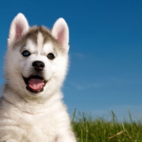lachender Husky Welpe Hund, Säugetier, Wirbeltier, Hunderasse, Canidae, Hund ähnlich Grönlandhund, Siberian Husky Welpe, Fleischfresser, Sachalin Husky, Rasse ähnlich kanadischer Eskimohund,