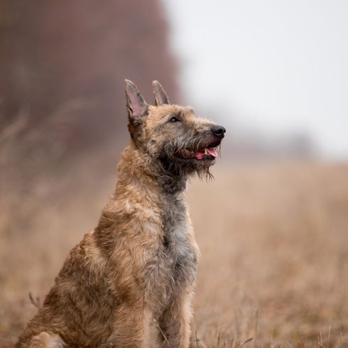 Laekenois, Portrait, Hunderasse aus Belgien, belgischer Schäferhund, drahthaariger Hund, Schäferhund mit rauem Fell, große Hunderasse, Stehohren beim Hund