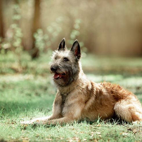 Laekenois, Portrait, Hunderasse aus Belgien, belgischer Schäferhund, drahthaariger Hund, Schäferhund mit rauem Fell, große Hunderasse, Stehohren beim Hund, Hund liegt auf einer grünen Wiese