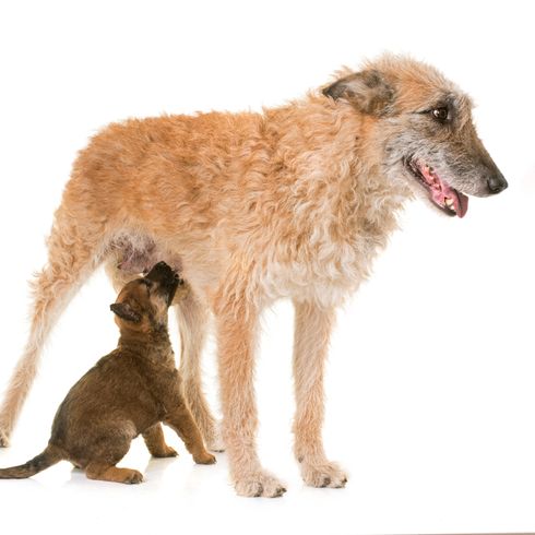 Laekenois und Welpe Laekenois mit Welpe, Hunderasse aus Belgien, belgischer Schäferhund, drahthaariger Hund, Schäferhund mit rauem Fell, große Hunderasse, Stehohren beim Hund