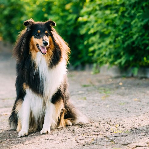 Lang Haar Collie dreifärbig Hund, Säugetier, Wirbeltier, Canidae, Rough Collie, Scotch Collie, Shetland Schäferhund, Collie, Hunderasse, Fleischfresser, dreifärbiger Langhaarcollie, Hund mit langem Fell und langer Schnauze