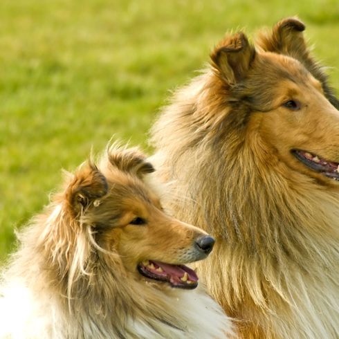 Langhaar Collie Mutter und Jungtier Hund, Säugetier, Scotch Collie, Wirbeltier, Hunderasse, Canidae, Collie, Rough Collie, Fleischfresser, Rasse ähnlich Shetland Schäferhund, brauner Hund mit langer Schnauze und sehr langem Fell, Lassie Hund