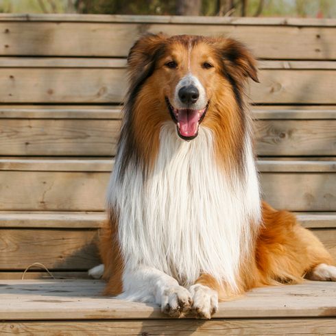 Langhaarcollie braun weiß mit Kippohren und sehr langem Fell, mittelgroßer Hund mit vielen Haaren, Lassiehund mit sehr langer Schnauze