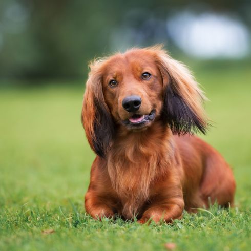 Hund, Säugetier, Wirbeltier, Hunderasse, Canidae, Fleischfresser, Begleithund, Rasse ähnlich Irischer Setter, Gras, Sporting Group, langhaariger Hund sehr klein, roter Dackel mit langem Fell und Schlappohren, Jagdhund