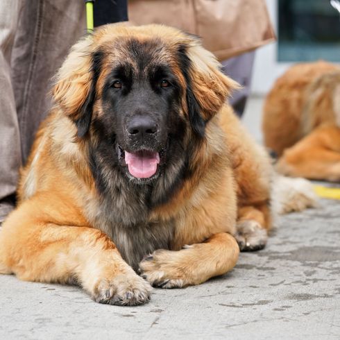 Hund, Säugetier, Wirbeltier, Hunderasse, Canidae, großer Leonberger, Fleischfresser, Riesenhunderasse, Rasse ähnlich Estrela Sennenhund, Schnauze, deutsche Hunderasse mit langem Fell, brauner großer Hund mit dunklem Gesicht, langes Fell