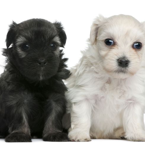 Hund, Säugetier, Wirbeltier, Hunderasse, Canidae, Welpe, Fleischfresser,schaut aus wie Schnudel, Begleithund, Rasse ähnlich Bolonka, kleine Löwchen in schwarz und weiß, Löwe Hunderasse