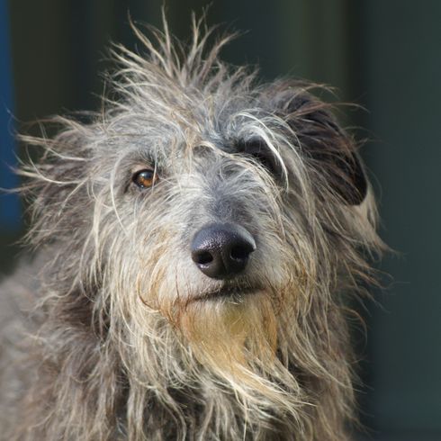 Lurcher Hund der Zigeuner aus Irland, irische Hunderasse, große Hunderasse, Windhund, hybride Rasse, Windhund Mischling mit rauhaarigem Fell, getigerter mit Stehohren bzw. Kippohren und sehr groß, Riesenhunderasse, Rennhund, Jagdhund Mischling