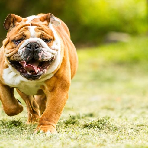 Hund, Säugetier, Wirbeltier, Hunderasse, alte englische Bulldogge, Canidae, braun weiße britische Bulldoggen mit vielen Falten im Gesicht, Bulldogge, alte englische Bulldogge, Spielzeugbulldogge,