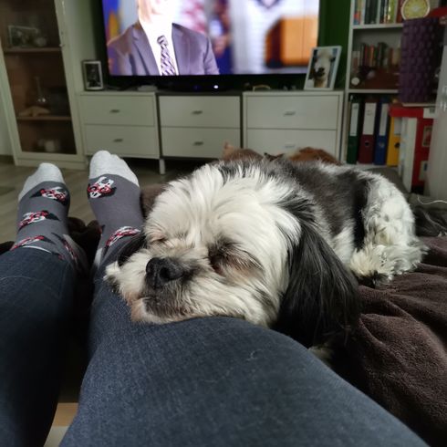 Mal-Shi © Hannelore Lettner Hund,Komfort,Hunderasse,Fernseher,Fleischfresser,Bilderrahmen,Begleithund,Spielzeughund,Couch,Regal,