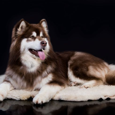 Säugetier, Wirbeltier, Hund, Rasse ähnlich Siberian Husky nur viel größer, Canidae, brauner Alaskan Malamute, Fleischfresser, Sachalin Husky, Hunderasse, Schlittenhund mit langem Fell, Hunderasse mit braun weißem Fell und Stehohren