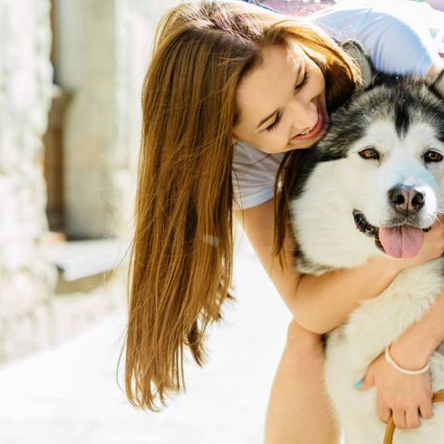 Siberian Husky, Hund, Canidae, Alaskan Malamute kuschelt mit Besitzerin, Hunderasse, Schönheit, Haut, Fleischfresser, Schlittenhund, Fell, großer weißer Hund, schwarz weiße Hunderasse mit langem Fell und Stehohren