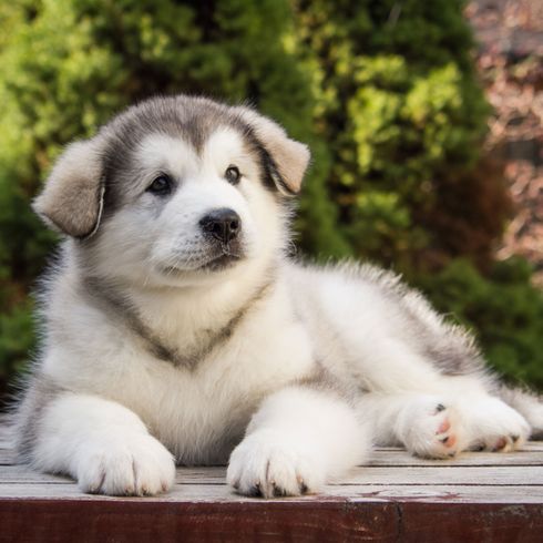 Hund, Säugetier, Wirbeltier, Canidae, Hunderasse, Fleischfresser, Alaskan Malamute Welpe der noch keine Stehohren hat und noch Kippohren hat, Rasse ähnlich Siberian Husky, Alte Hunderassen,