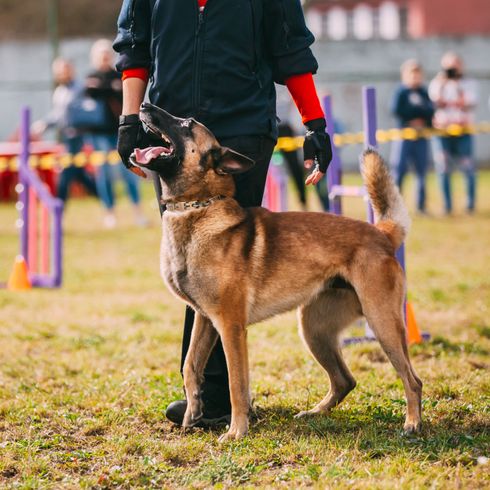 Hund, Säugetier, Wirbeltier, Hunderasse, Canidae, Exterieurausstellung, Fleischfresser, belgischer Schäferhund Malinois während der Arbeit mit der Polizei, Arbeitshund wartet auch Unterordnung, große Hunderasse mit Stehohren, dunkle Schnauze