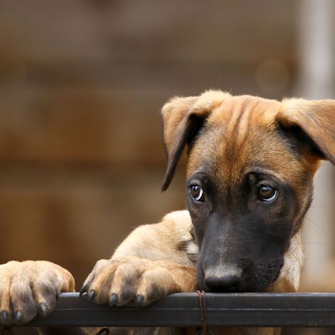 Hund, Säugetier, Hunderasse, Canidae, Schnauze, Straßenhund, Fleischfresser, Welpe, Schwarzer Mund, Fawn Musterung beim Malinois, belgischer Schäferhund mit kurzem Fell, braune Rasse mit Stehohren, Als Welpe haben Mali Hund noch Kippohren, Polizeihund