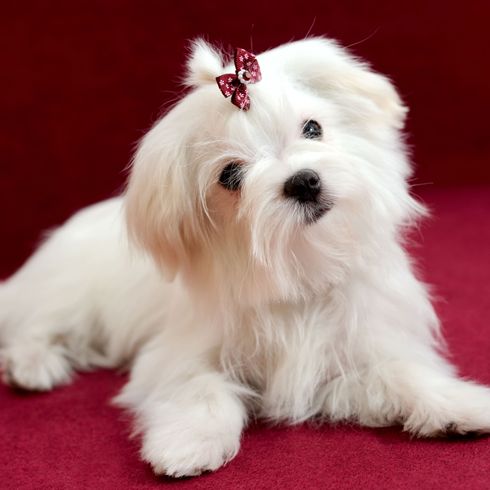 Malteser mit Frisur Hund, Säugetier, Wirbeltier, Hunderasse, Canidae, Frisur bei Malteser, Fleischfresser, kleiner weißer Hund mit langen Haaren damit man Frisur machen kann, Hundefrisur