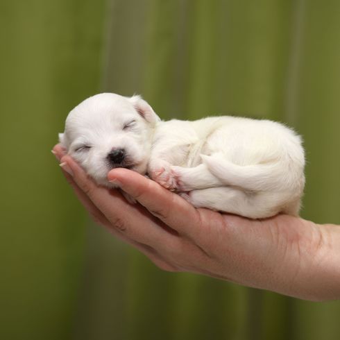 Wirbeltier, Hund, Säugetier, Canidae, Welpe, Hunderasse, Fleischfresser, Bichon, Begleithund, Malteser Welpe ist gerade mal so groß wie eine Hand, kleiner weißer Hund frisch geboren