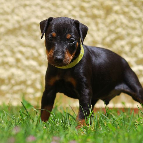 Manchester Terrier Welpe auf Gras, Hund der aussieht wie ein kleiner Dobermann