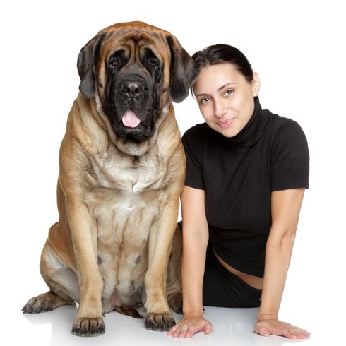 Frau im Vergleich zu ihrer Riesenhunderasse, riesiger Hund Mastiff, braun schwarzer Mastiff, sehr großer Hund