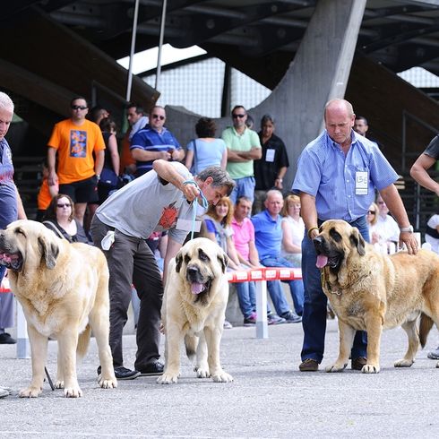 Spanischer Mastiff bei einer Ausstellung mit dessen Herrchen, Hundemesse, Hundeausstellung, Riesenhunderasse, Herdenschutzhund, Wachhund, große Hunderasse aus Spanien, spanische Hunderasse, braun schwarzer Maske, Listenhund, Molosser aus Spanien, gelber Hund