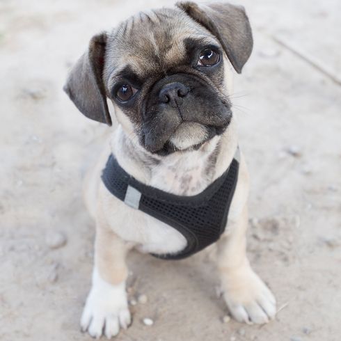 Hund, Säugetier, Wirbeltier, Hunderasse, Canidae, Mops, Schnauze, Fleischfresser, Welpe, Begleithund, Frenchiemix, Französische Bulldogge Mischling, Mopsmix, Mopsmischling, kleiner brauner Hund