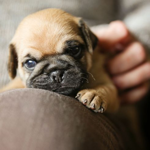 Hund, Säugetier, Wirbeltier, Canidae, Hunderasse, Welpe, Schnauze,Schaut aus wie Puggle, Fleischfresser, Haut, Mops welpe kuschelt auf Besitzer, Hund der so groß ist wie eine Hand, Qualzucht, Designerdog