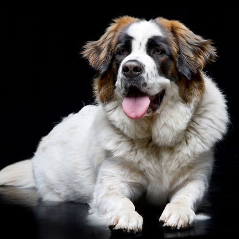 Moskauer Wachhung Hund, Säugetier, Wirbeltier, Hunderasse, Canidae, Moskauer Wachhund, Fleischfresser, Hund ähnlich Pyrenäenmastiff, Rasse ähnlich St. bernard, nase, großer weiß brauner Hund mit langem Fell